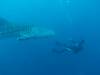 445 - DiveB-1 Oslob Whaleshark