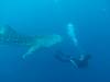 447 - DiveB-1 Oslob Whaleshark