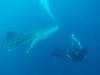 448 - DiveB-1 Oslob Whaleshark
