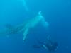 449 - DiveB-1 Oslob Whaleshark