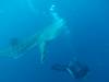 450 - DiveB-1 Oslob Whaleshark