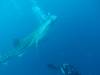 451 - DiveB-1 Oslob Whaleshark