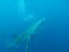 452 - DiveB-1 Oslob Whaleshark