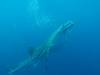 453 - DiveB-1 Oslob Whaleshark