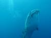 454 - DiveB-1 Oslob Whaleshark