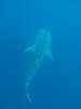456 - DiveB-1 Oslob Whaleshark