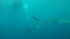 500 - DiveB-1 Oslob Whaleshark ss