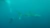 501 - DiveB-1 Oslob Whaleshark ss