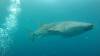 502 - DiveB-1 Oslob Whaleshark ss