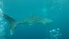 503 - DiveB-1 Oslob Whaleshark ss
