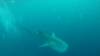 504 - DiveB-1 Oslob Whaleshark ss