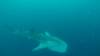 505 - DiveB-1 Oslob Whaleshark ss