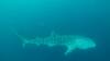 506 - DiveB-1 Oslob Whaleshark ss