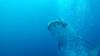 508 - DiveB-1 Oslob Whaleshark ss