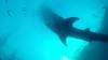 509 - DiveB-1 Oslob Whaleshark ss