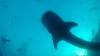 510 - DiveB-1 Oslob Whaleshark ss