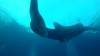 511 - DiveB-1 Oslob Whaleshark ss