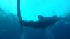 512 - DiveB-1 Oslob Whaleshark ss
