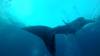 513 - DiveB-1 Oslob Whaleshark ss