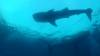 514 - DiveB-1 Oslob Whaleshark ss
