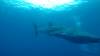 516 - DiveB-1 Oslob Whaleshark ss