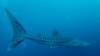517 - DiveB-1 Oslob Whaleshark ss