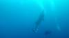 518 - DiveB-1 Oslob Whaleshark ss