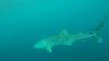 520 - DiveB-1 Oslob Whaleshark ss