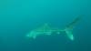 521 - DiveB-1 Oslob Whaleshark ss