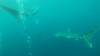522 - DiveB-1 Oslob Whaleshark ss