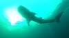 523 - DiveB-1 Oslob Whaleshark ss