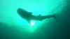 524 - DiveB-1 Oslob Whaleshark ss