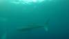 525 - DiveB-1 Oslob Whaleshark ss