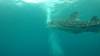 526 - DiveB-1 Oslob Whaleshark ss