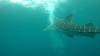 527 - DiveB-1 Oslob Whaleshark ss