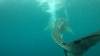 528 - DiveB-1 Oslob Whaleshark ss