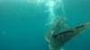 529 - DiveB-1 Oslob Whaleshark ss