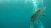 530 - DiveB-1 Oslob Whaleshark ss