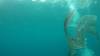 531 - DiveB-1 Oslob Whaleshark ss