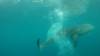532 - DiveB-1 Oslob Whaleshark ss