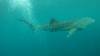 533 - DiveB-1 Oslob Whaleshark ss
