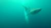 535 - DiveB-1 Oslob Whaleshark ss