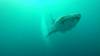 536 - DiveB-1 Oslob Whaleshark ss