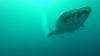 537 - DiveB-1 Oslob Whaleshark ss