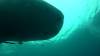 539 - DiveB-1 Oslob Whaleshark ss