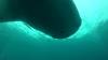 540 - DiveB-1 Oslob Whaleshark ss