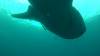 541 - DiveB-1 Oslob Whaleshark ss