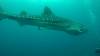 542 - DiveB-1 Oslob Whaleshark ss