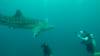 543 - DiveB-1 Oslob Whaleshark ss