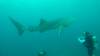 544 - DiveB-1 Oslob Whaleshark ss